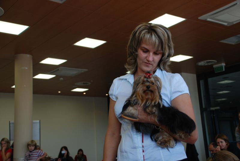 III Krajowa Wystawa Yorkshire Terrierów Bydgoszcz